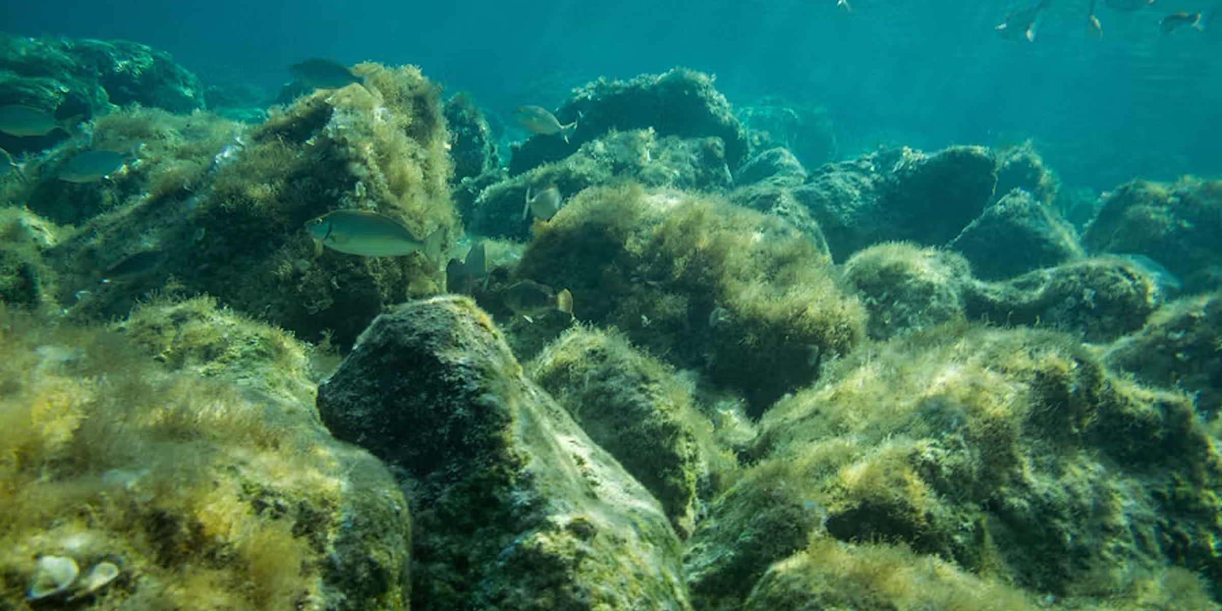 Algae
