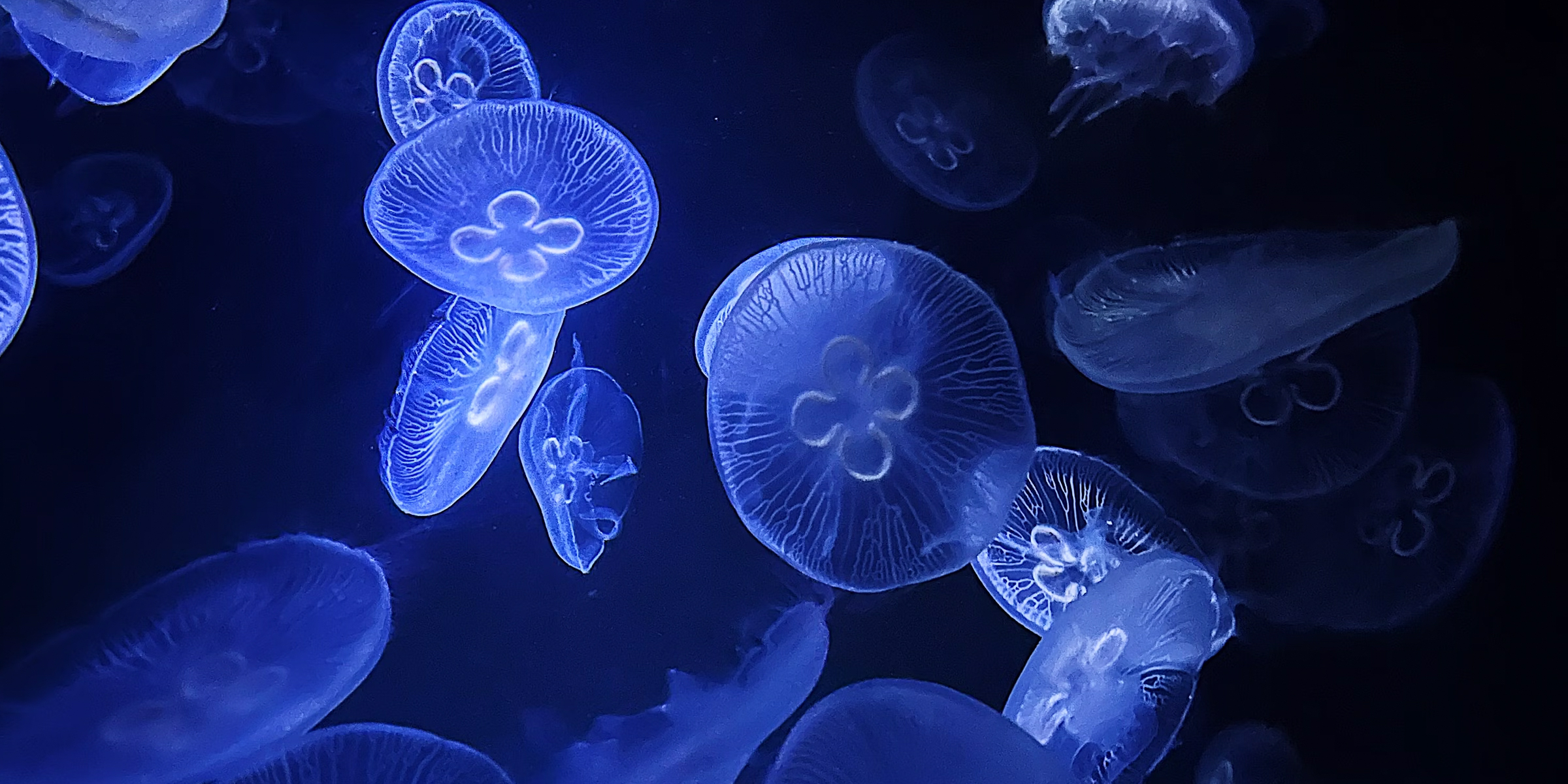 Jellyfish