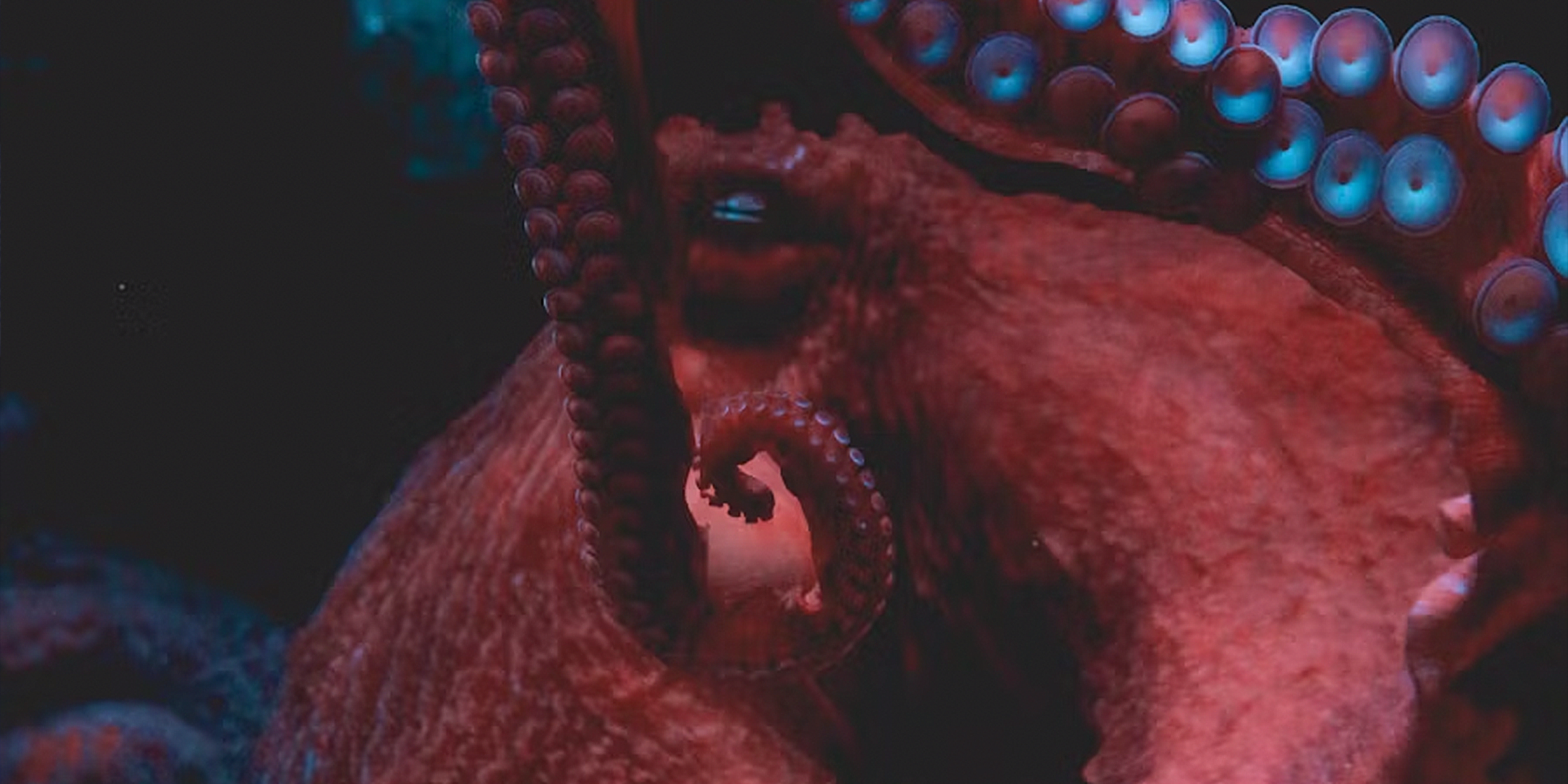 Octopus
